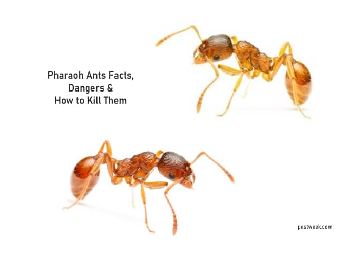 pharaoh ants