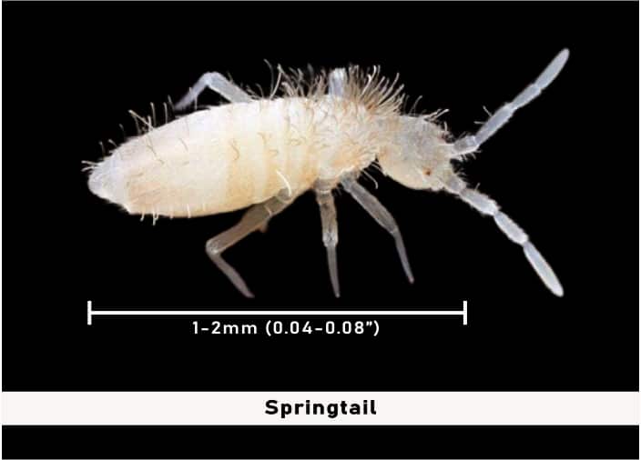 Springtails In Bathroom Causes How To Remove Them Pestweek - Tiny Grey Bugs In Bathroom That Jump