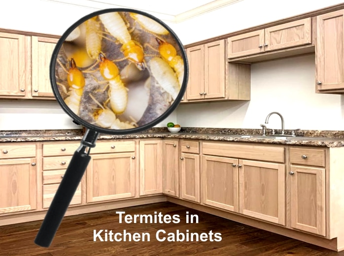 termites kitchen table