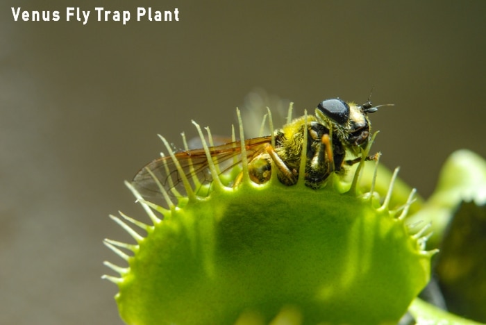 Venus Fly Trap For Fly Control