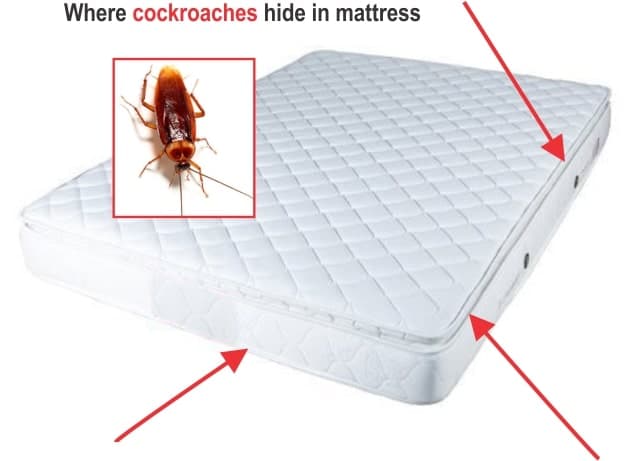 Where cockroaches hide in mattress