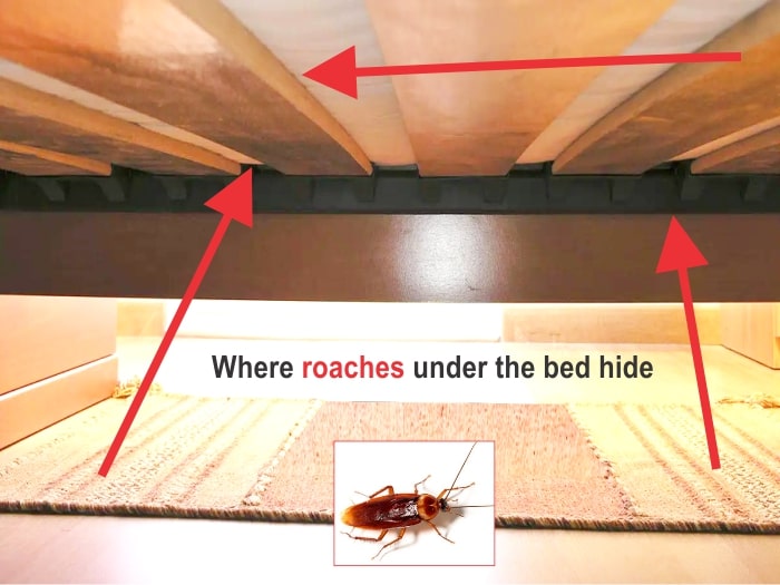 can roaches get in your mattress