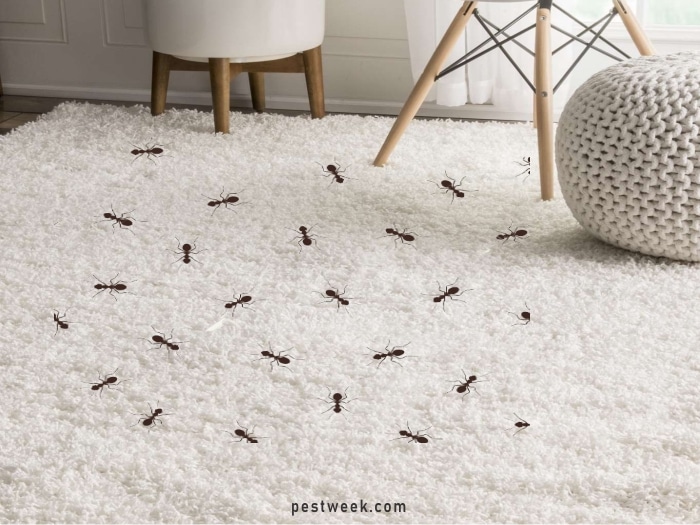 Ants in carpet