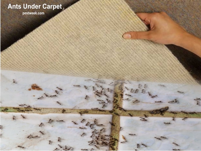 Ants under carpet