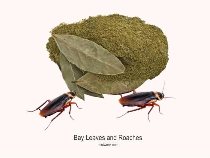 Bay leaves and roaches