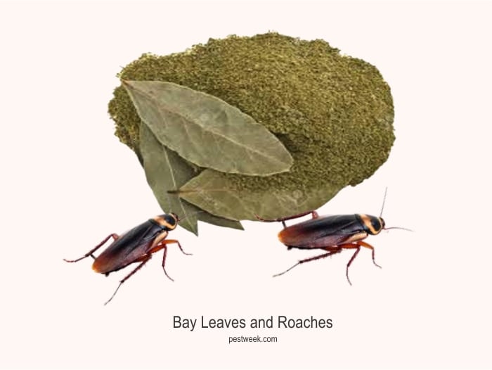 Bay Leaves and Roaches + How to Use Them PestWeek