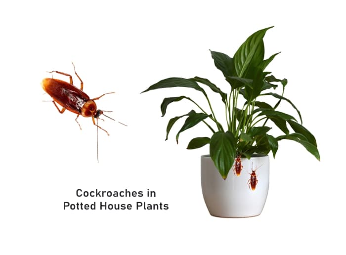 Cockroaches in Potted Plants [House Plants with Roaches]