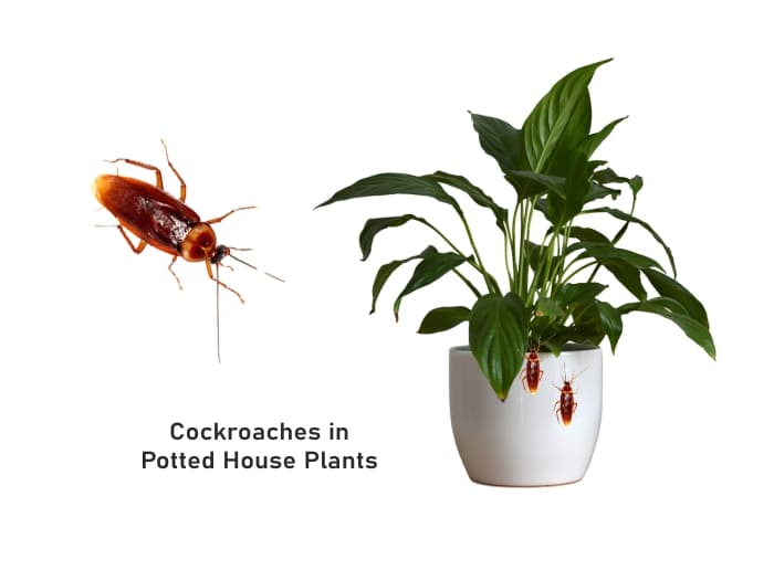 Cockroaches in Potted Plants [House Plants with Roaches] | PestWeek