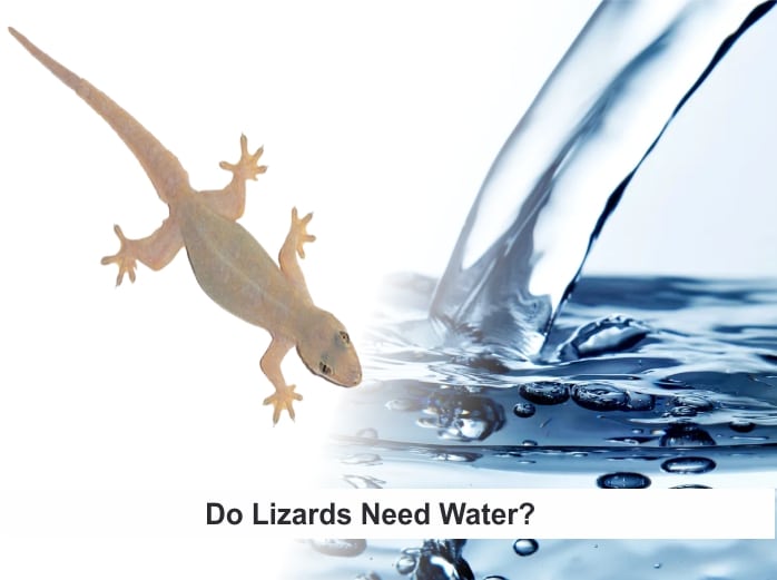 Do Lizards Need Water? [Lizards and Water Facts]