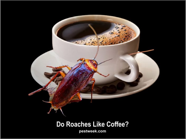 Do Roaches Like Coffee? (Cockroaches and Coffee)