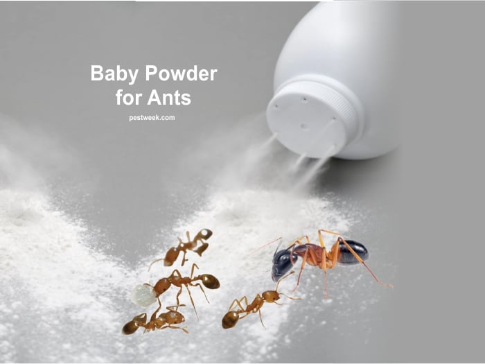 Does Baby Powder Kill Ants?