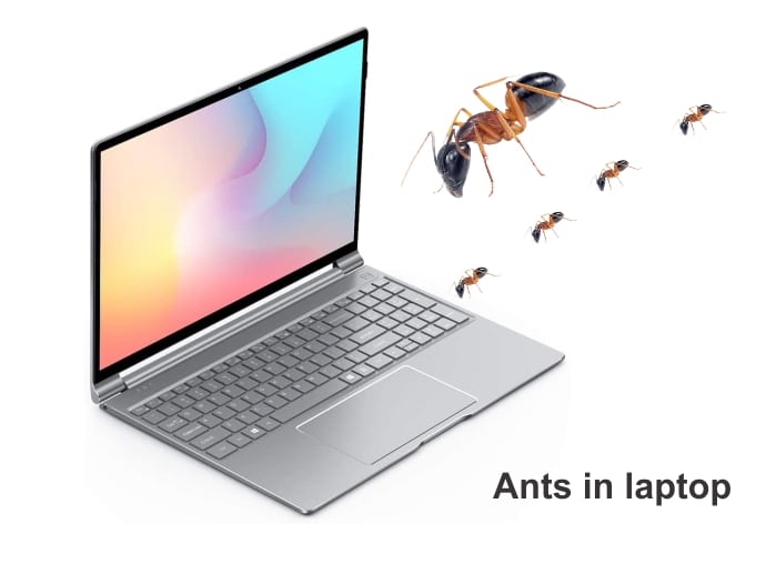 How to remove ants in laptop