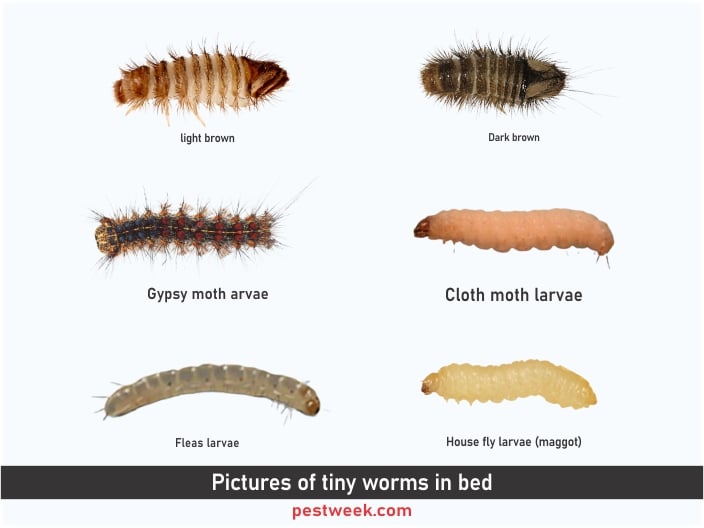 Images of tiny worms in bed (how they look like)