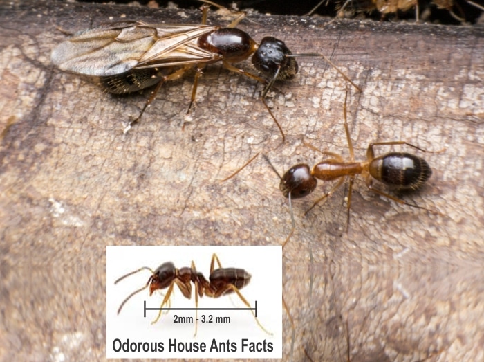 Odorous House Ants Facts + How to Get Rid of Them - PestWeek