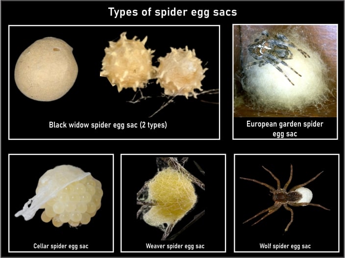 Bleach vs spider egg sacs (Pictures)