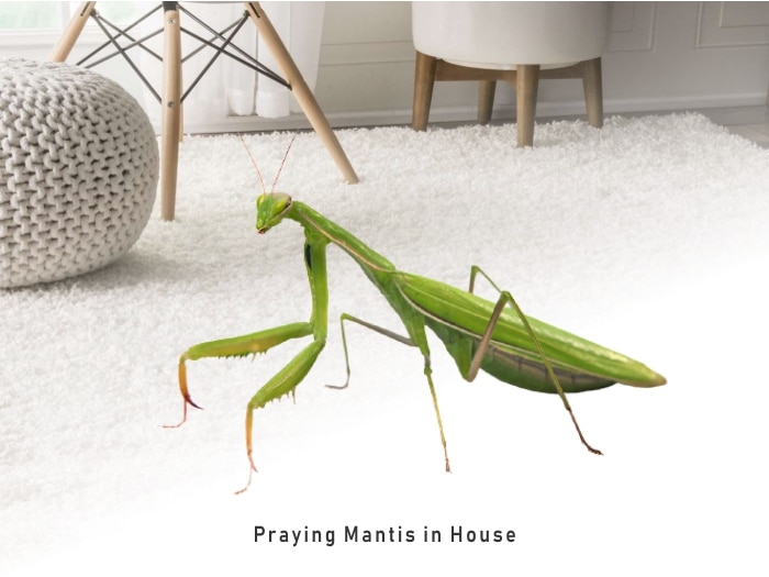 Praying Mantis in House, Causes and How to Remove Them