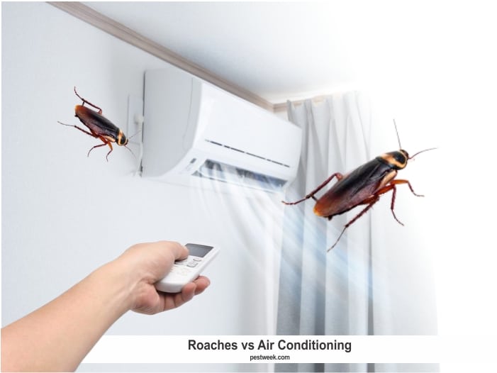 Do Roaches Like Air Conditioning? - PestWeek