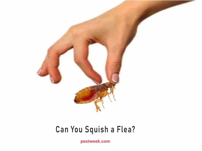 Can You Squish a Flea?