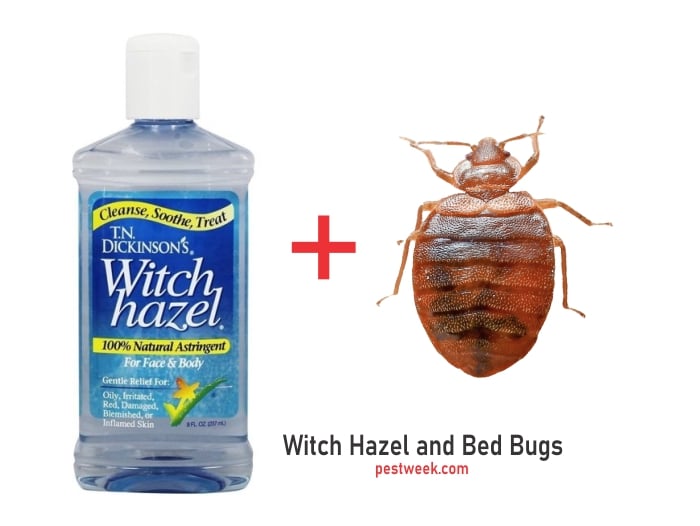 Does Bleach Kill Bed Bugs