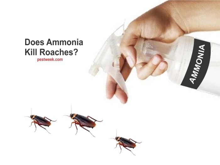 Does Ammonia Kill Roaches?