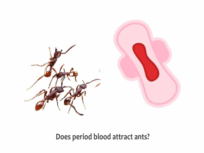 Ants eat my period blood
