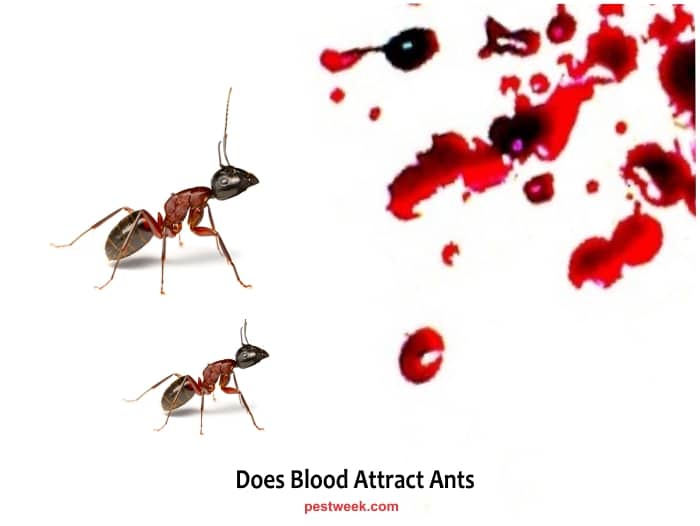 Are Ants Attracted To Blood Ants Eating Period Blood PestWeek