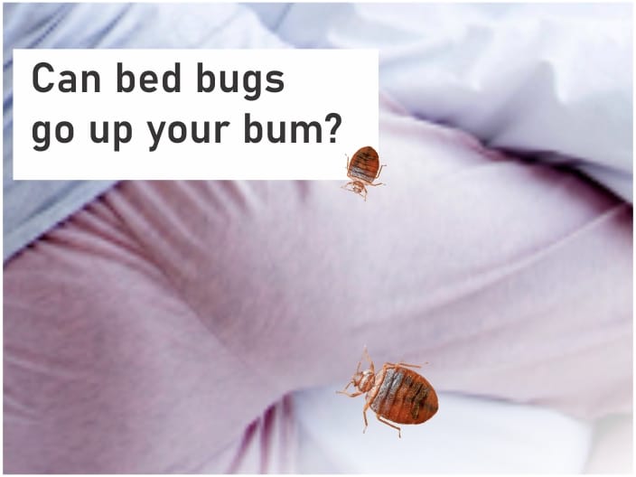Can bed bugs go up your bum?