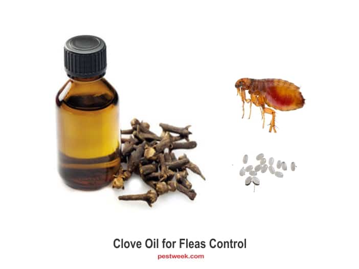 Clove oil for fleas control