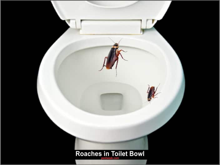 Roaches In Bathroom