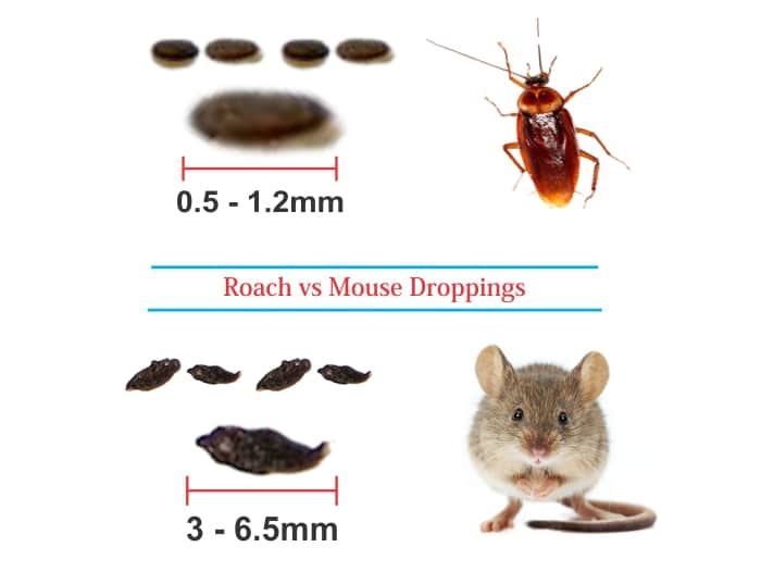 chances of getting sick from mouse droppings