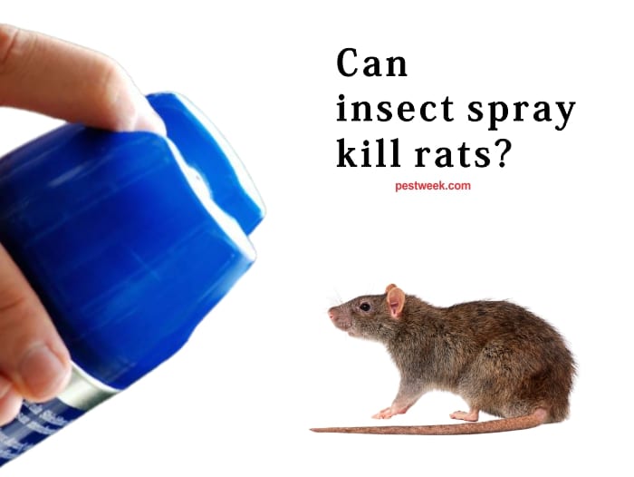 Can Insect Spray Kill Rats?