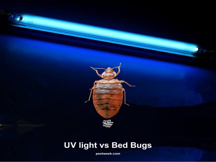 Bed Bugs Under Uv Light Pestweek