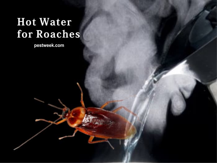 Can Hot Water Kill Cockroaches?