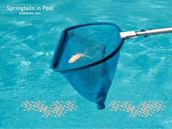 Springtails in Pool