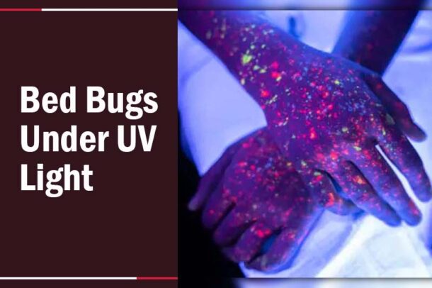 UV Light And Bed Bugs A Solution To Detecting Bed Bug   Uv Light Bed Bugs 4 610x406 