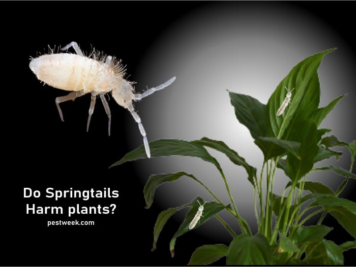 Como se livrar de plantas de interior springtails