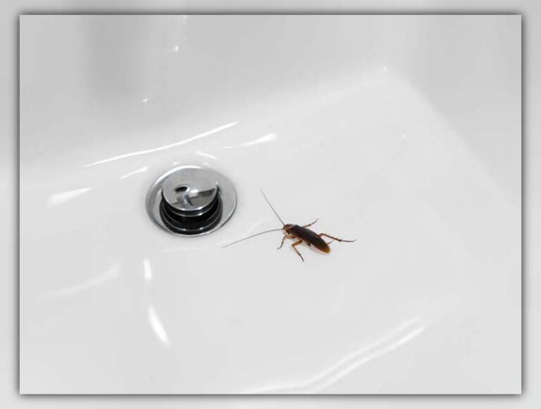 Cockroach In Bathtub How To Handle This Nightmare Situation   Cockroach In Bathtub 2 768x582 