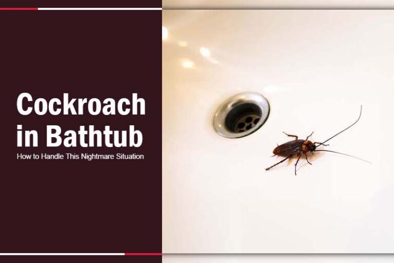 Cockroach In Bathtub How To Handle This Nightmare Situation   Cockroach In Bathtub 3 768x512 