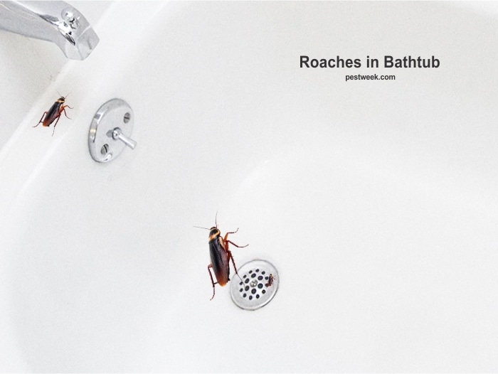 roaches in bathtub        
        <figure class=