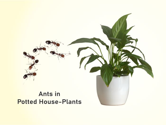 Ants in Potted Houseplants