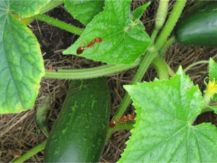 Ants On Cucumber Plants 