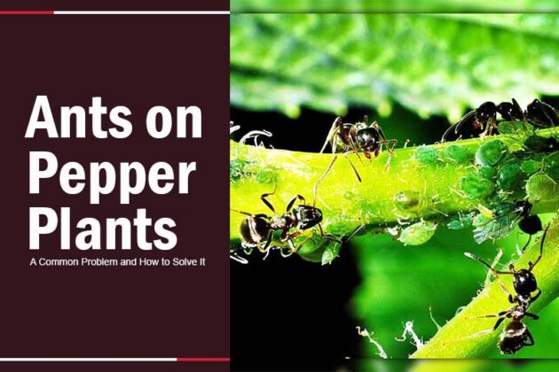 Ants On Pepper Plants A Common Problem And How To Solve It PestWeek   Ants On Pepper Plants 1 630x420 