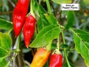 Ants On Pepper Plants Causes Removal PestWeek   Ants On Pepper Plants 300x225 