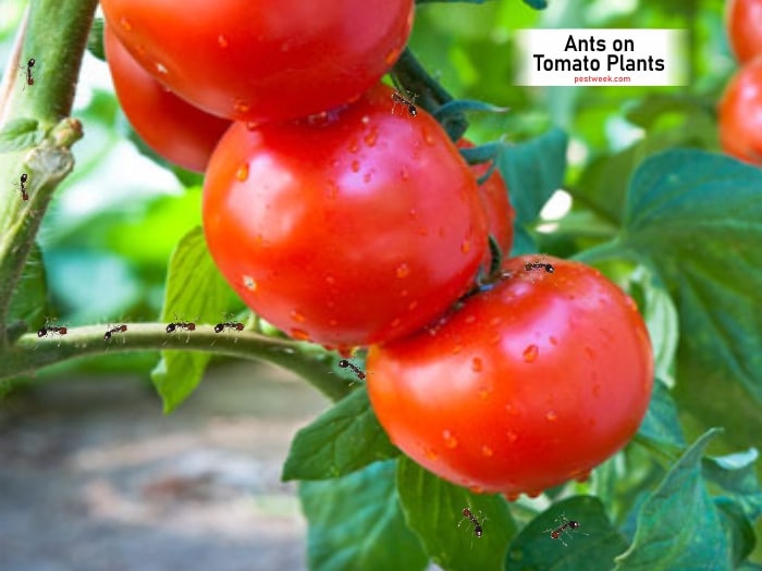 Ants on Tomato Plants + How to Remove Them PestWeek