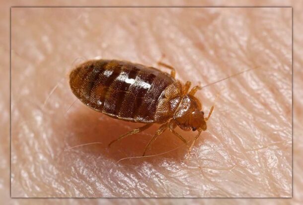 Does Vinegar Kill Bed Bugs? Here’s How to Use it