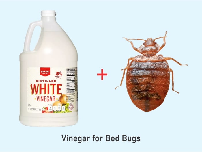 Do Bed Bugs Hate Apple Cider Vinegar at Yvonne Hill blog