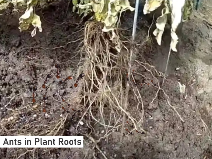 Ants in plant roots