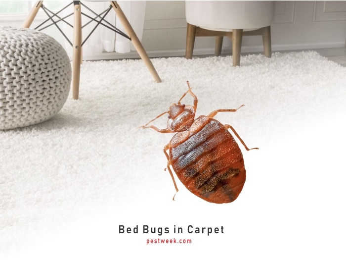 Bed Bugs in Capet