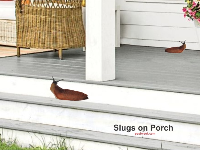 How to Get Rid of Slugs on Porch