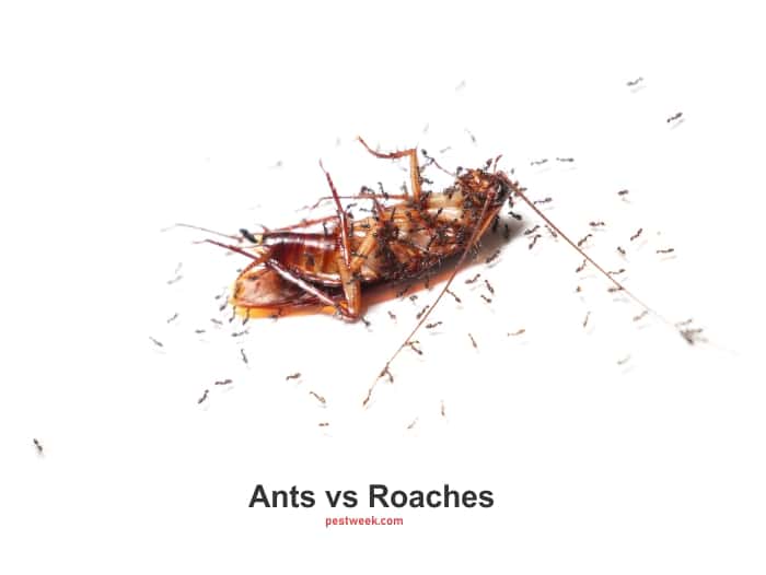 Ants vs Roaches: Do Ants Eat Cockroaches?